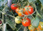 Beliebtes Nachtschattengewächs: Das Erbgut der Tomate wurde jetzt entschlüsselt.