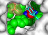 Tyrosinasen und Hämocyanin haben ähnliche Strukturen. Anhand des Blutfarbstoffs kann deshalb das Enzym erforscht werden.