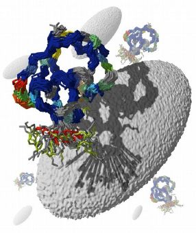 Göttinger Forscher haben herausgefunden, dass das Eiweiß Ubiquitin sein großes Repertoir an Passformen zufällig bildet.