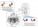 Proteine verbinden: Die Aminosäure Cystein wird gegen Glycin im Zentrum der beiden Proteine Hydrogenase und Photosystem I ausgetauscht, die mutierten Stellen binden das Verbindungsstück.