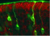 Energielieferant mit Zusatzfunktion: Mitochondrien beeinflussen die Wahrnehmung von Gerüchen.