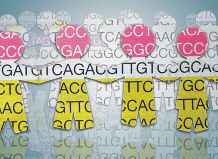 The goal of the 1000 Genomes Project was to identify clear genetic differences between humans. This has now being achieved after the international consortium deciphered and analysed more than a thousand human genomes.