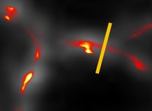 The researchers want to depict molecular processes in cells more accurately using superimpositions of fluorescence microscopy recordings of the cytoskeleton (grey) with high-resolution reconstructions produced by chemically controlled probes (yellow-red). 