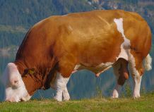 This proud Simmental – going by the name of Steinadler (Golden Eagle) – bears all the magnificent qualities of an ideal breeding bull. Animal geneticists in Munich have developed a new kind of genetic test that can assist in the selection of fertile breeding bulls.