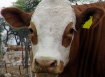 For Simmental cows, dark circles around the eyes are likely to be a sign of health in the hotter countries. They provide protection from UV rays and eye cancer. Researchers in Munich have decoded the hereditary pattern of the bovine eyespots. The data will be of particular interest for breeders in sunnier countries.