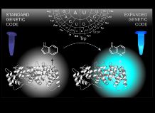 The Biocatalysis 2021 project ¬P29 is focused on enzyme engineering based on expansion of the genetic code.