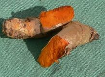 The dye contained in turmeric roots is not easily absorbed by the body.