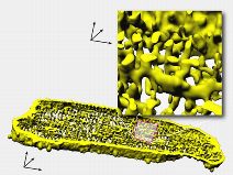 A three-dimensional partial reconstruction of an adult heart muscle cell that has been dyed with an optical sensor. Visible here are the complex, network-like structures of cell membrane indentations. The optical signals created in these indentations are measured at CordiLux.