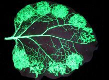 A tobacco protein factory: The molecular blueprint for a specific protein molecule is transported into the leaves on a viral taxi. The plants then go on to produce large quantities of the protein (shown here in glowing green fluorescent protein GFP).