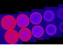 The new gluten test: the precise quantity of gluten components can be measured as a function of the luminous intensity.