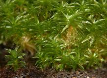 The natural habitat of the moss Physcomitrella patens is in North America and Eurasia.