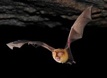 A leaf-nosed bat in flight. Specimens from Ghana are among those being investigated by the researchers in Bonn.