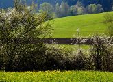 Hecken, Graslandstreifen oder Krautstreifen sind wichtige Strukturelemente, die helfen, die gefährderte Artnevielfalt in der Agrarlandschaft zu schützen.