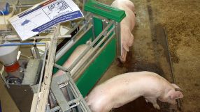 Stressfreie Fütterung: Auguste wurde gerufen und lief schnurstracks in die Box. Ist es das richtige Schwein, kommt es auch an das Futter.