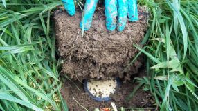 Hohenheimer Bodenbiologen untersuchen das Zusammenspiel von Mikroben unter veränderten Lebensbedingungen.