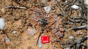 Der neu entwickelte Bodenfeuchtesensor im Einsatz in einer durch Flechten dominierten Bodenkruste in der Sukkulentenkaroo, einer Halbwüste in Südafrika