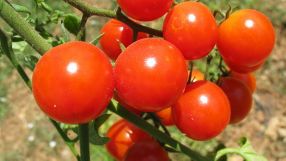 Medizinisch relevante Stoffe können in Tomaten angereichert werden, um Medikamente auf natürlicher Weise im industriellen Maßstab herzustellen.