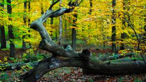 Nicht nur Brennholz: Alte und absterbende Waldbäume sind Nahrungsquelle und Unterschlupft vieler Tiere und gut für das Klima.