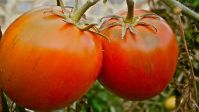 Fleckige Tomaten sind für den Handel zu hässlich und meist nur noch für den Kompost gut.