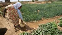 Länder der südlichen Sahara wie Sudan haben die meisten unnutzbaren Bodenflächen. Mit Anreizen könnten Bauern zur nachhaligen Landnutzung motiviert werden. 