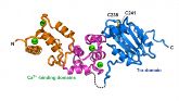 Das neu entdeckte Protein "Calredoxin" grafisch dargestellt