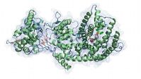 Taxadien Synthase mit dem Substrat Geranylgeranyldiphosphat in der aktiven Tasche des Enzymes. Die grünen Punkte zeigen die katalytisch relevanten Mg2+-Ionen.