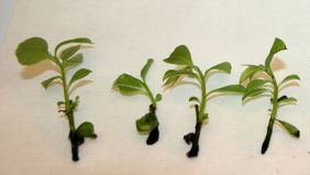 Microshoots of the pawpaw tree: from seedlings to young plants is a long process