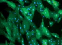 Cells with built-in bitter receptors as taste testers: within the strategic alliance NatLifE 2020, biotechnologists are searching for natural ingredients. 